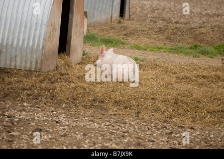 Schweinemastanlage mit Arche Unterstände Stockfoto