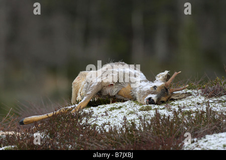 Rehe Capreolus Capreolus Leiche Karkasse liegen im Schnee im Winter an einem Berghang in Norwegen Stockfoto