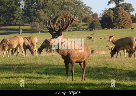 Red Deer Weiden am Wildpark Woburn abbey Stockfoto