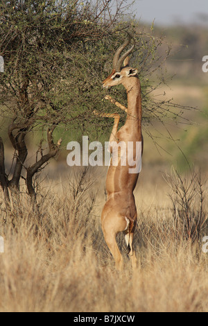 Gerenuk oder Wallers gazelle Stockfoto