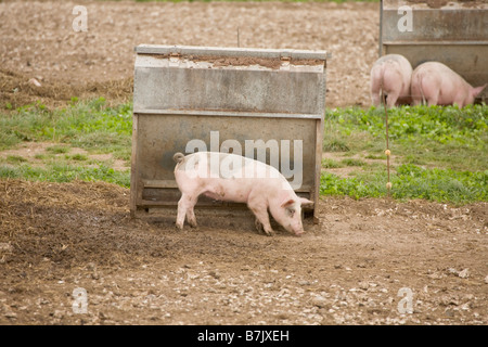 Schweinemastanlage mit Arche Unterstände Stockfoto