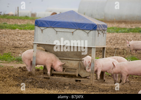 Schweinemastanlage mit Arche Unterstände Stockfoto