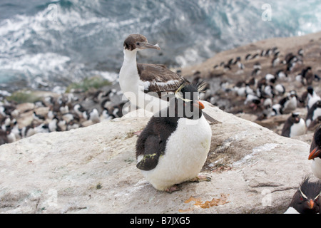 Rock Hopper Pinguin und Shag Kolonie auf Saunders Island Falkland Inseln Stockfoto