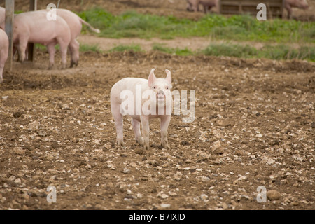 Schweinemastanlage mit Arche Unterstände Stockfoto