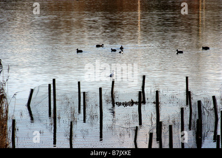 Amwell Steinbruch Nature Reserve Stockfoto