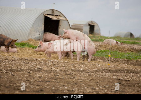 Schweinemastanlage mit Arche Unterstände Stockfoto