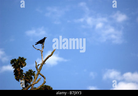 Rook, Corvus Frugilegus auf AST gegen blauen Himmel im Süden von Irland Stockfoto