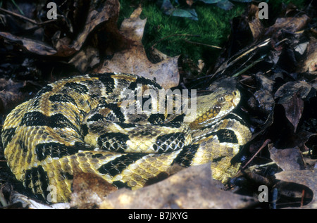 Canebreak Klapperschlange Crotalus horridus atricaudatus Stockfoto