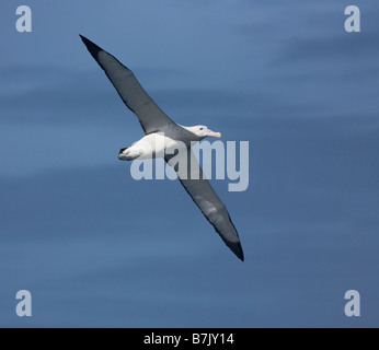 Wanderalbatros Diomedea Exulans Drakestraße südlichen Ozean Antarktis Stockfoto