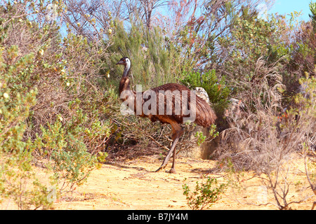 Emu Dromaius novaehollandiae Stockfoto