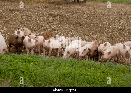 Schweinemastanlage mit Arche Unterstände Stockfoto