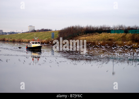 Möwen um Boot clearing-Protokolle von River Tees Stockfoto