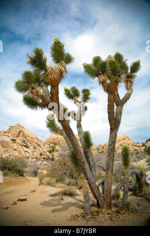 ein einsamer Baum in Joshua Tree NP Stockfoto