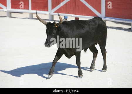 Nahaufnahme eines Stiers während der Französischen Stil unblutigen Stierkampf genannt Course camarguaise in Saintes-Maries-de-la-Mer, Frankreich Stockfoto