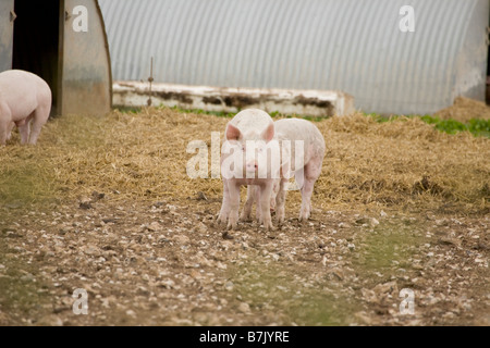 Schweinemastanlage mit Arche Unterstände Stockfoto