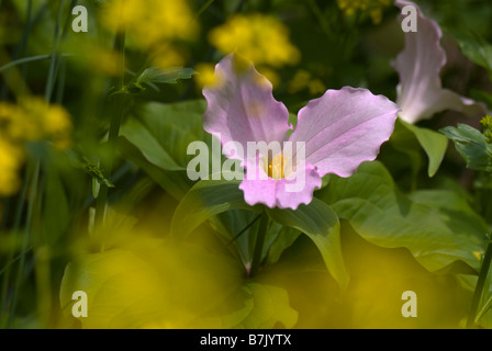 Nahaufnahme einer Blume Trillium Grandiflorum Forma Roseum (rosa großblütige Trillium) mit aus Fokus Kresse umgebenden Stockfoto