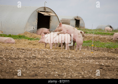 Schweinemastanlage mit Arche Unterstände Stockfoto