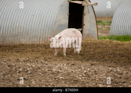 Schweinemastanlage mit Arche Unterstände Stockfoto