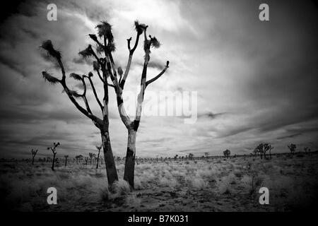 ein einsamer verbrannten Baum in Joshua Tree NP Stockfoto