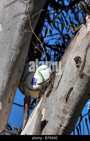Fußball in einem Kaugummi-Baum an den lokalen Park verkeilt Stockfoto