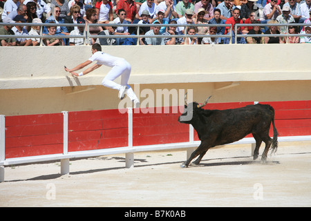 Französisches unblutige Stierkämpfe genannt Kurs Camargue in Saintes-Maries De La Mer, Frankreich Stockfoto