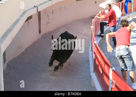 Stier läuft hinter dem Zaun, das angeblich den Stierkämpfern während eines Kurses Camarguaise in Saintes-Maries-de-la-Mer, Frankreich zu schützen. Stockfoto