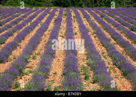 Lavendel-Feld in der französischen Provence in der Nähe von Sault Stockfoto