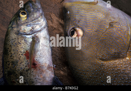 spießte Fisch Pulau Kadadiri Togian Inseln Sulawesi Indonesien Stockfoto