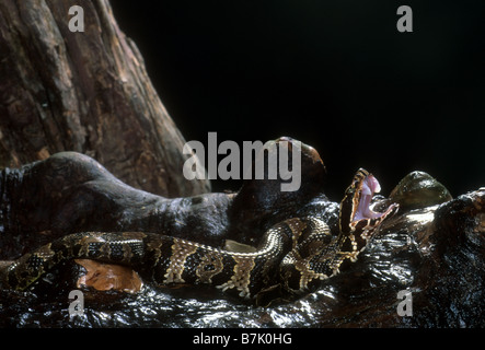 Florida Cottonmouth (Agkistrodon Piscivorus Conanti) Stockfoto