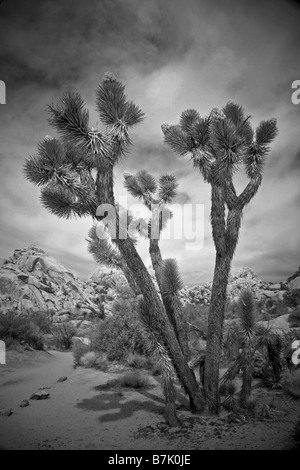 ein einsamer Baum in Joshua Tree NP Stockfoto