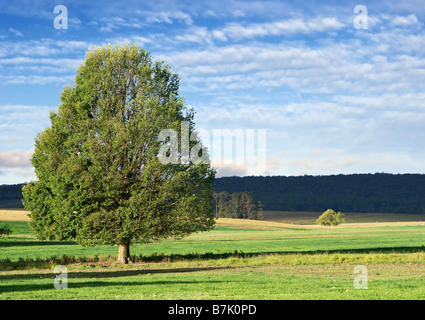 Landschaft von einen einzigen grünen buschigen Baum in grünen Wiese Stockfoto
