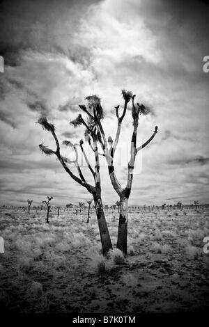 ein einsamer verbrannten Baum in Joshua Tree NP Stockfoto