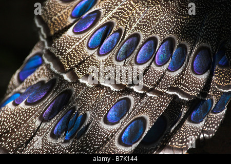 Palawan Pfau Fasan Stockfoto