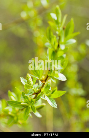 Nahaufnahme Detail Schuss von Knospen, die Blüte von einem grünen Zweig im Frühling Stockfoto