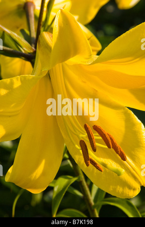 Nahaufnahme von "Goldene Pracht" eine chinesische Trompete Lilie Blume. Stockfoto