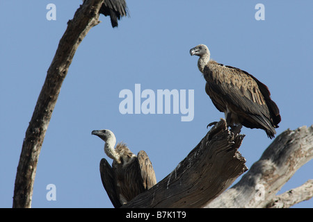 Ruppell der Gänsegeier Stockfoto