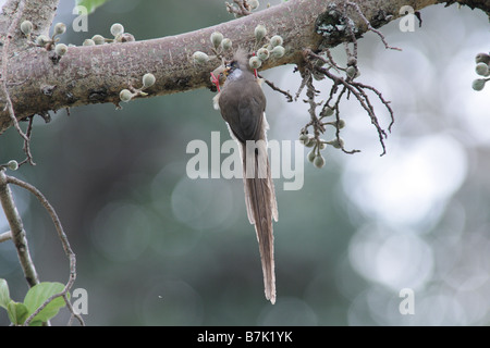 gesprenkelte Mousebird Essen Stockfoto