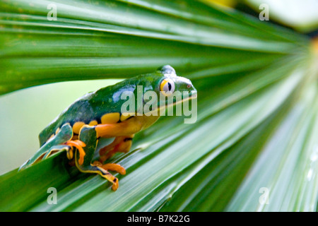 Herrliche Blatt Frosch (Agalychnis Calcarifer) in Costa Rica Stockfoto