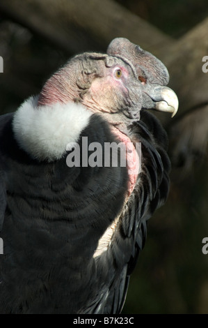 Der Andenkondor (Vultur Kondor), der bewohnt die Anden-Gebirge, Chile Stockfoto
