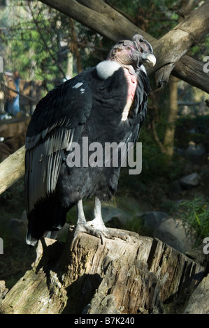 Der Andenkondor (Vultur Kondor), der bewohnt die Anden-Gebirge, Chile Stockfoto