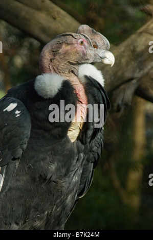 Der Andenkondor (Vultur Kondor), der bewohnt die Anden-Gebirge, Chile Stockfoto