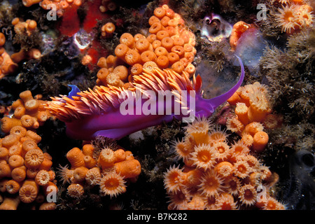 Spanische Schal Flabellina Iodinea California Pacific Ocean Stockfoto