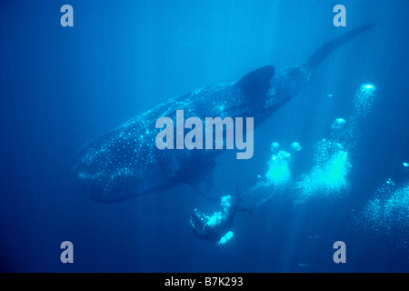 Whale Shark Rhincodon Typus Meer von Cortez Mexiko Stockfoto