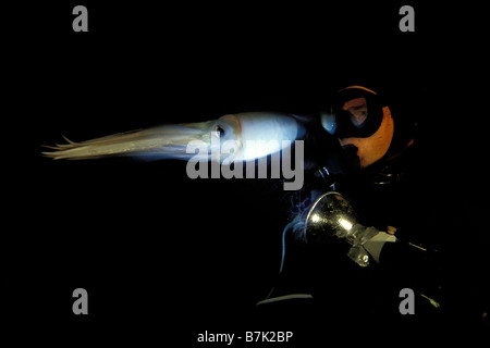 Humboldt squid dosidicus gigas See von Cortez in Mexiko Stockfoto