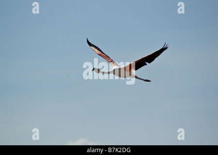 Die Anden-Flamingo (Phoenicopterus Andinus) ist eine Vogelart in der Flamingo Familie beschränkt auf die hohen Anden in Chile Stockfoto