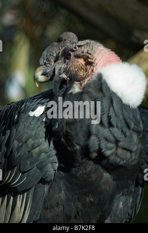 Der Andenkondor (Vultur Kondor), der bewohnt die Anden-Gebirge, Chile Stockfoto