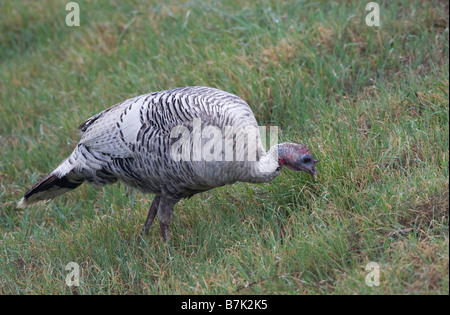 Leuzistischer Wilder Truthahn auf einem grasbewachsenen Hügel Stockfoto