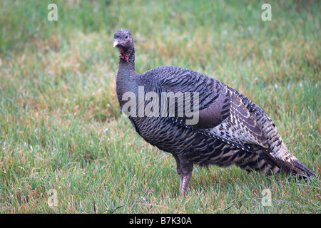 Wilder Truthahn auf Grassy Hill Stockfoto