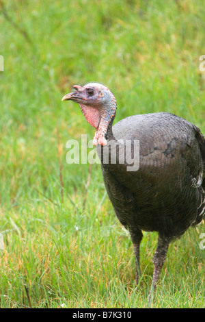 Wilder Truthahn auf Grassy Hill Stockfoto