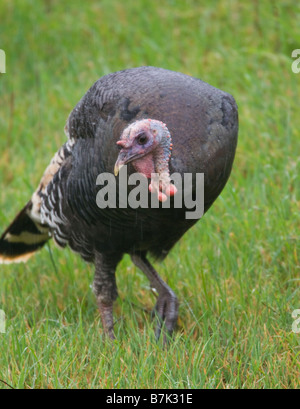 Wilder Truthahn auf Grassy Hill Stockfoto
